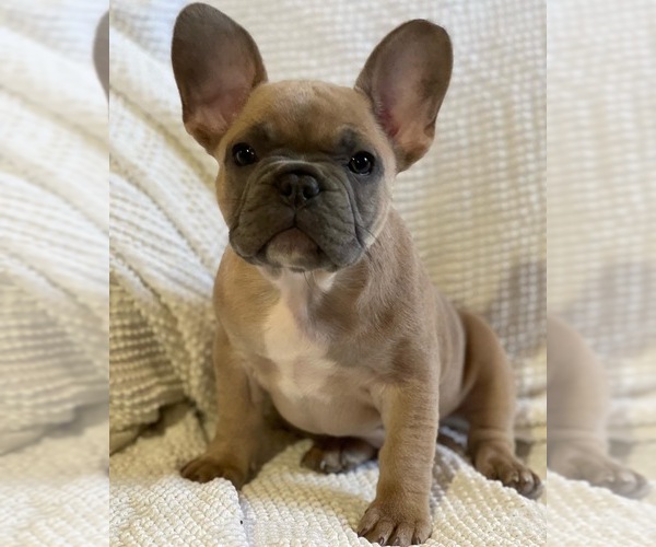 Medium Photo #1 French Bulldog Puppy For Sale in EL PASO, TX, USA