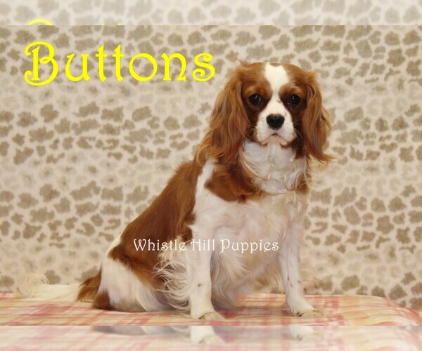 Medium Photo #1 Cavapoo (Miniature) Puppy For Sale in DENVER, PA, USA