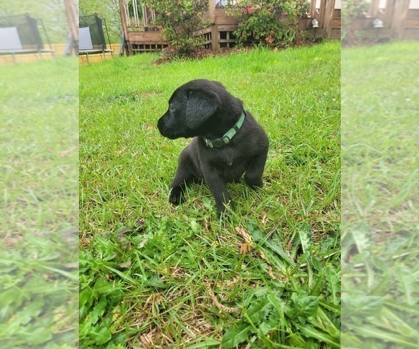 Medium Photo #20 Labrador Retriever Puppy For Sale in BONAIRE, GA, USA