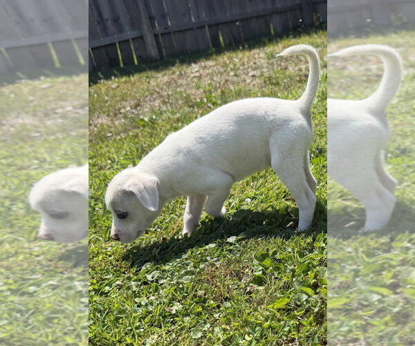 Medium Photo #3 Jack Russell Terrier-Unknown Mix Puppy For Sale in Aurora, IN, USA