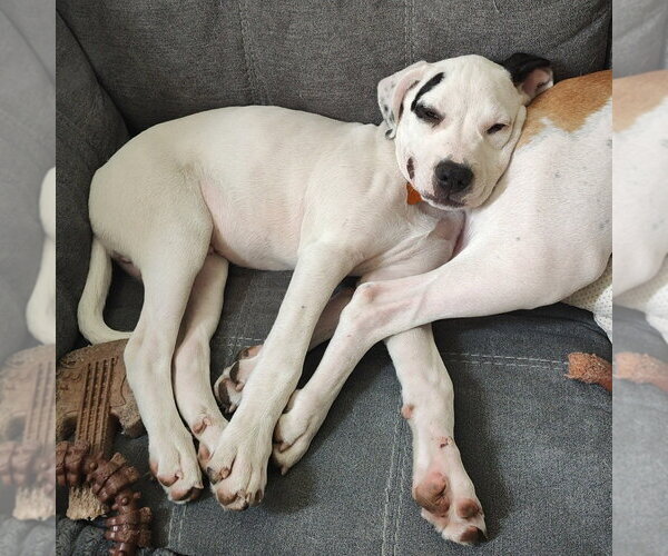 Medium Photo #4 American Staffordshire Terrier-Great Pyrenees Mix Puppy For Sale in Minneapolis, MN, USA