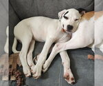 Small #3 American Staffordshire Terrier-Great Pyrenees Mix