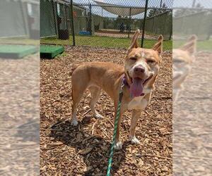 Siberian Husky Dogs for adoption in Waterford, VA, USA