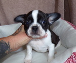 Small #3 French Bulldog