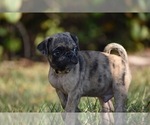 Small #1 Pug