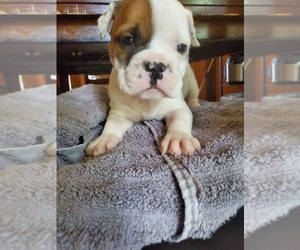 Olde English Bulldogge Puppy for sale in LIVERPOOL, PA, USA