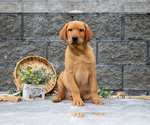 Small Photo #21 Labrador Retriever Puppy For Sale in MILLERSBURG, OH, USA