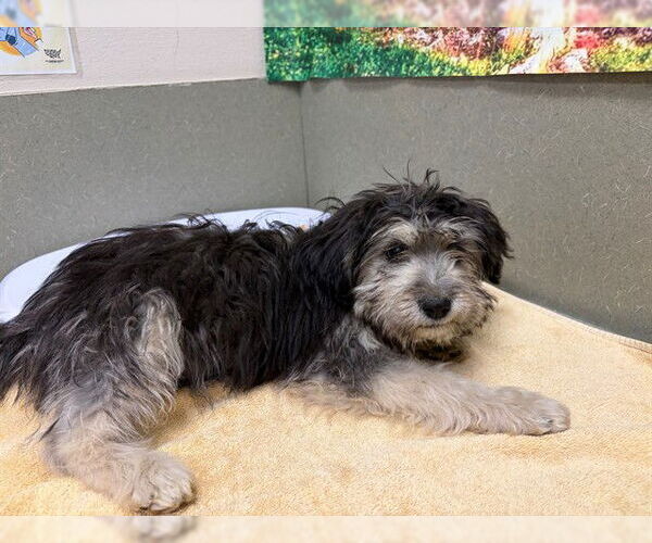 Medium Photo #1 Mutt Puppy For Sale in Moreno Valley, CA, USA