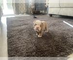 Puppy 2 English Bulldog