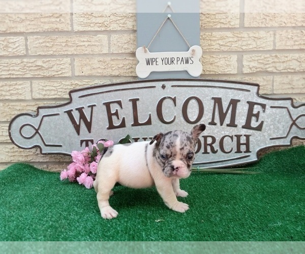 Medium Photo #1 American Staffordshire Terrier-French Bulldog Mix Puppy For Sale in CARTHAGE, TX, USA