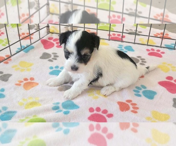 Medium Photo #7 Havanese Puppy For Sale in ORO VALLEY, AZ, USA