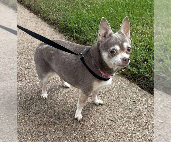 Medium Photo #2 Chihuahua-Unknown Mix Puppy For Sale in Boonton, NJ, USA