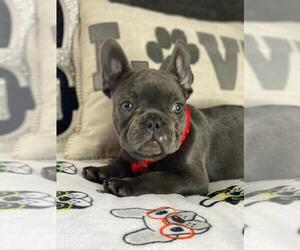 French Bulldog Puppy for sale in BOSTON, MA, USA