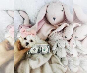 Maltese Puppy for sale in FORT LAUDERDALE, FL, USA