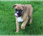 Small #1 Boxer