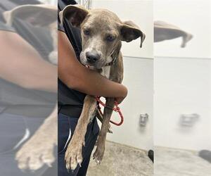 Plott Hound-Staffordshire Bull Terrier Mix Dogs for adoption in Rosenberg, TX, USA