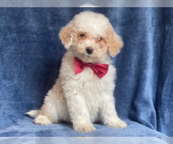 Medium Photo #5 Poodle (Miniature) Puppy For Sale in LAKELAND, FL, USA