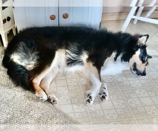 Medium Photo #4 Collie Puppy For Sale in Estherville, IA, USA