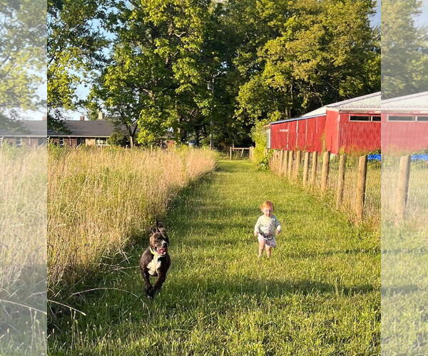 Medium Photo #4 Boxer-Unknown Mix Puppy For Sale in Germantown, OH, USA