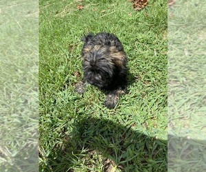 ShihPoo Puppy for sale in SALUDA, SC, USA