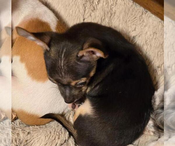 Medium Photo #4 Chihuahua Puppy For Sale in SPRINGFIELD, OH, USA