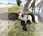Small Photo #2 French Bulldog Puppy For Sale in ANDOVER, KS, USA