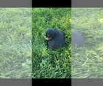 Image preview for Ad Listing. Nickname: AKC Riley