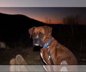 Boxer Puppy for sale in MADISON, SC, USA