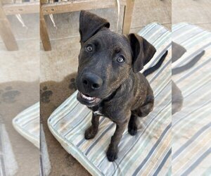 Labrador Retriever-Unknown Mix Dogs for adoption in Flower Mound, TX, USA