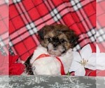 Small #2 Shih Tzu