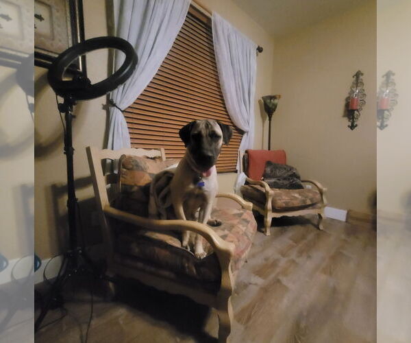 Medium Photo #6 Mutt Puppy For Sale in Goodyear, AZ, USA