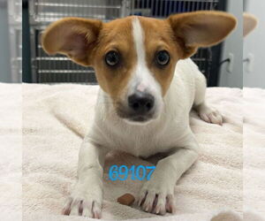 Chihuahua-Unknown Mix Dogs for adoption in Chico, CA, USA