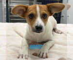 Small Chihuahua Mix