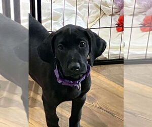 Great Dane-Unknown Mix Dogs for adoption in Bullard, TX, USA