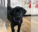 Small Great Dane Mix