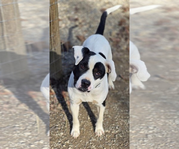 Medium Photo #1 Mutt Puppy For Sale in Woodsfield, OH, USA