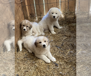Great Pyrenees Puppy for sale in MEADOWVIEW, VA, USA