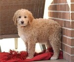 Small Photo #2 Goldendoodle (Miniature) Puppy For Sale in MANHEIM, PA, USA