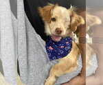 Small #4 Chihuahua-Colonial Cocker Spaniel Mix
