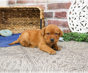 Labrador Retriever Puppy for sale in SYRACUSE, IN, USA