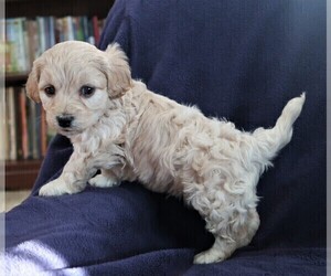 Poodle (Miniature)-Shih-Poo Mix Puppy for sale in FREDONIA, KY, USA
