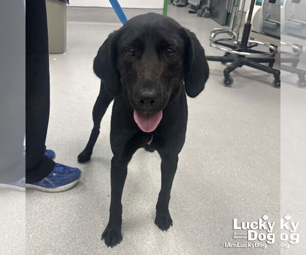 Medium Photo #1 Labrador Retriever-Unknown Mix Puppy For Sale in Washington, DC, USA