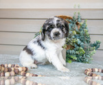 Small Photo #7 Cocker Spaniel Puppy For Sale in SEAMAN, OH, USA