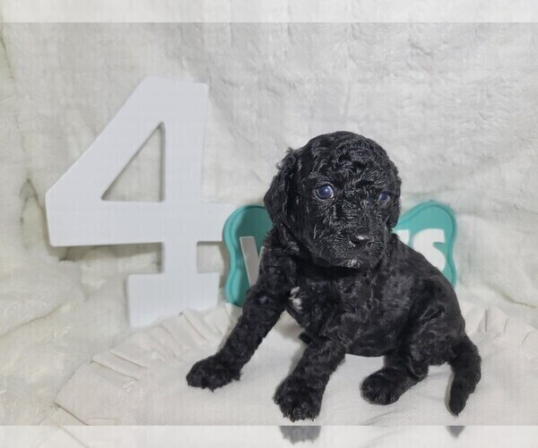 Medium Photo #16 Goldendoodle (Miniature) Puppy For Sale in LANETT, AL, USA