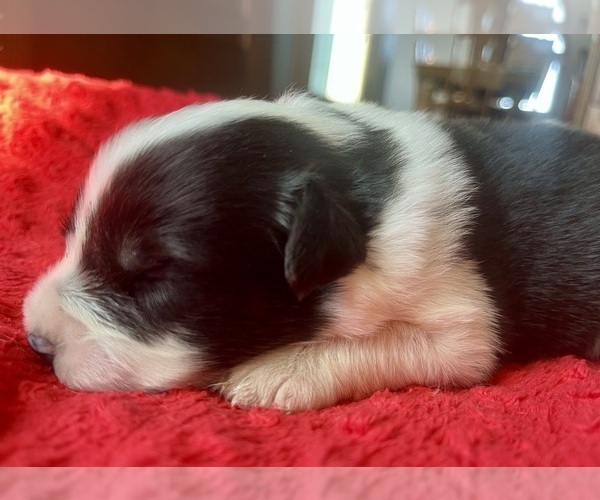 Medium Photo #2 Australian Shepherd Puppy For Sale in LODA, IL, USA