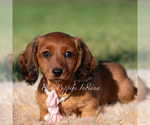 Small #2 Dachshund