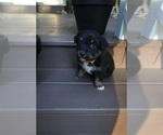 Small #6 Miniature Australian Shepherd