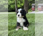 Puppy Skye Bernedoodle (Miniature)