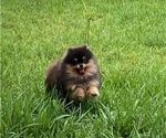 Small Photo #1 Miniature Spitz Puppy For Sale in HOMESTEAD, FL, USA