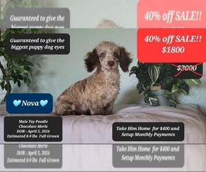 Poodle (Toy) Puppy for Sale in TUCSON, Arizona USA